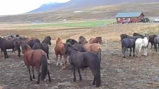 Iceland 2016 Horse Roundup