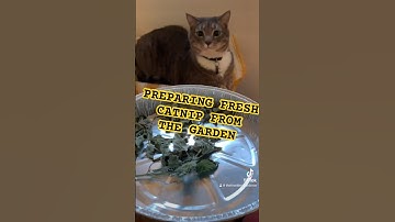 Fresh Catnip from the garden!!! #catnip #cats #catlover #catshorts