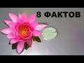 8 ФАКТОВ О НИМФЕЯХ | ВСЁ САМОЕ ИНТЕРЕСНОЕ В МИРЕ КУВШИНКИ МИФЫ И ЛЕГЕНДЫ | Viki Info