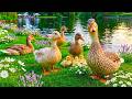 🦆 Calm Your Busy Mind with Peaceful Ducks 💗 You Will Feel Instantly Lighter, Calmer &amp; Stress-Free 🎹