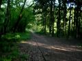Buchhorster Waldbahn Erster Film