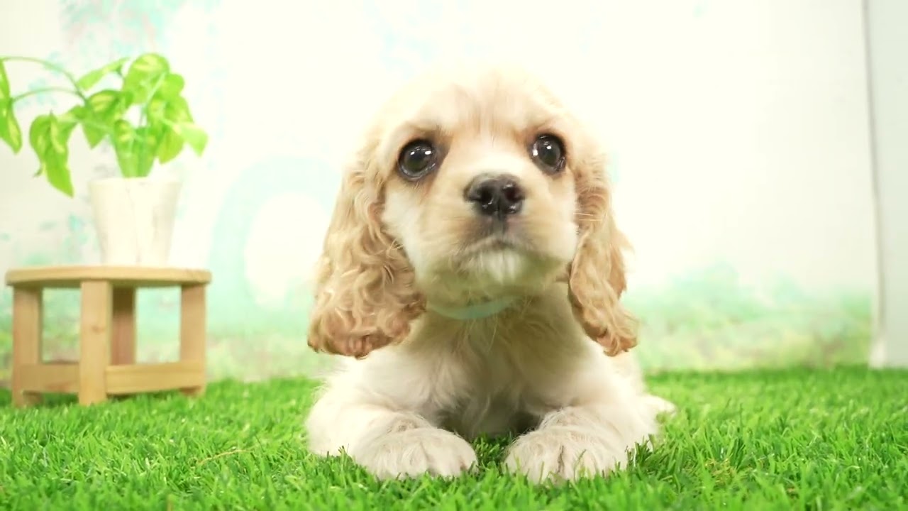 アメリカン・コッカースパニエルの子犬（オス♂） 津高茶屋店｜ペット