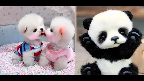 動物かわいい ミニポメラニアン 面白くてかわいいポメラニアンビデオ 7 動物 Mp3 動物かわいい ミニポメラニアン 面白くてかわいいポメラニアンビデオ 7 動物 Mp3
