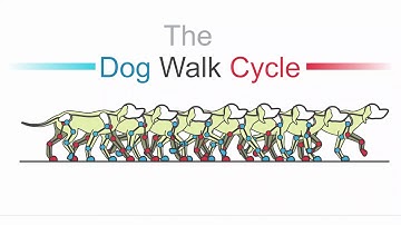 OpenToonz 2D animation - Dog Walk Cycle animation