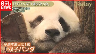 【上野の双子パンダ】「1歳を祝う会」 誕生時の約200倍に成長