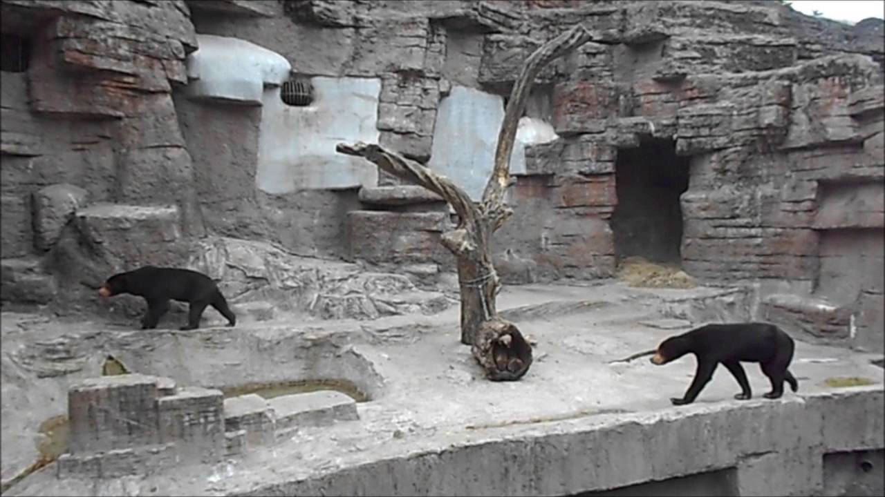 15 大阪市天王寺動物園 マレーグマの常同行動 Youtube 15 大阪市天王寺動物園 マレーグマの常同行動 Youtube