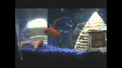 Cosa pensa un pesce?