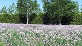 北海道花园街道公关电影 Youtube