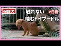 誰も触る事できない保護犬噛むトイプードルにマズルトレーニング・ブラッシングします！（後編）