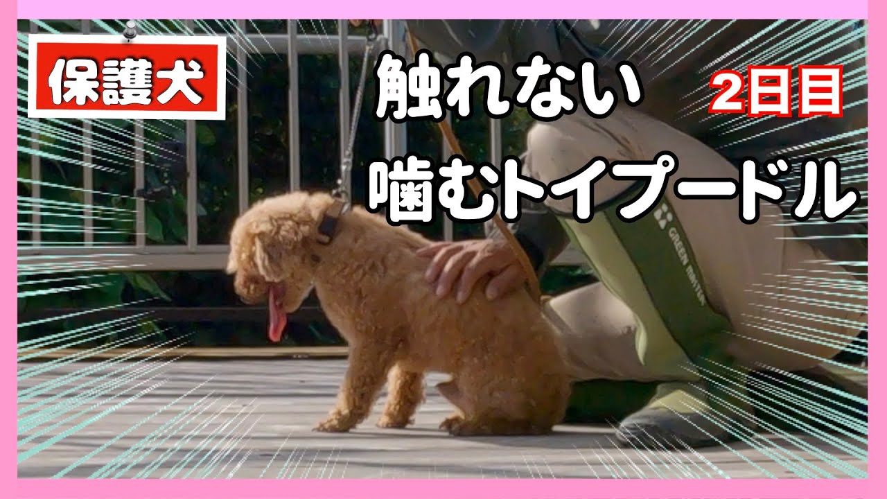 誰も触る事できない保護犬噛むトイプードルにマズルトレーニング ブラッシングします 後編 Youtube