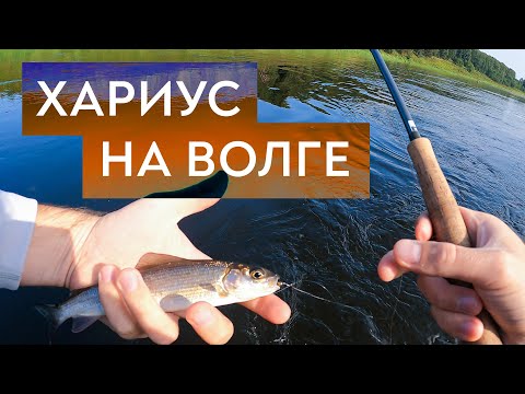 Ловлю ХАРИУСА нахлыстом на ВОЛГЕ. Он тут правда есть!