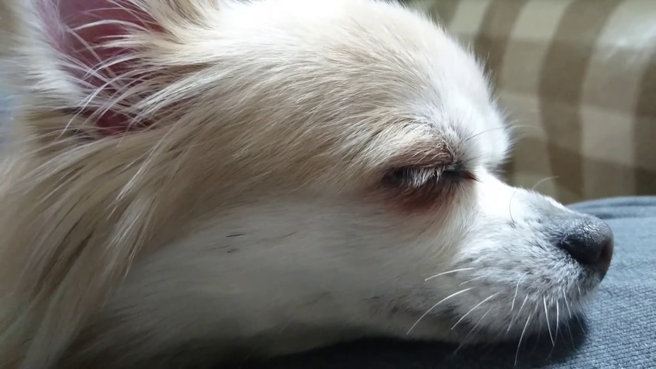 ふうの動画 11 ふうの一人遊び編 くるくる回るチワワ Youtube ふうの動画 11 ふうの一人遊び編 くるくる回るチワワ Youtube