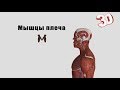 Мышцы плеча - детальный обзор 3д