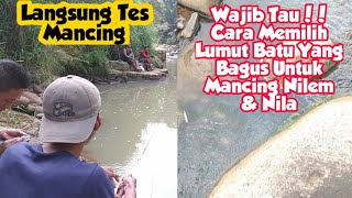 Tips : Cara Memilih Lumut Batu Yang Bagus untuk Mancing Ikan Nilem | #SOM21