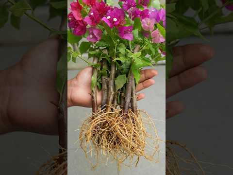 🌸Bougainvillea Cuttings Success -The Simple Method for Beginners🌱#bougainvillea