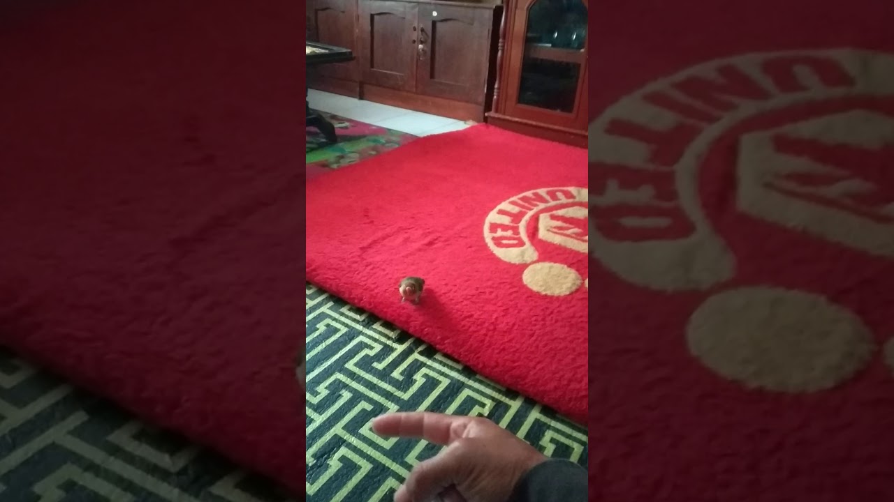 Lovebird ku sudah bisa terbang 