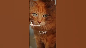 سورة يوسف قال إنما أشكو بثي وحزني إلى الله #ديني #اكسبلور #دويتو #المصحف #تيك_توك #العلم