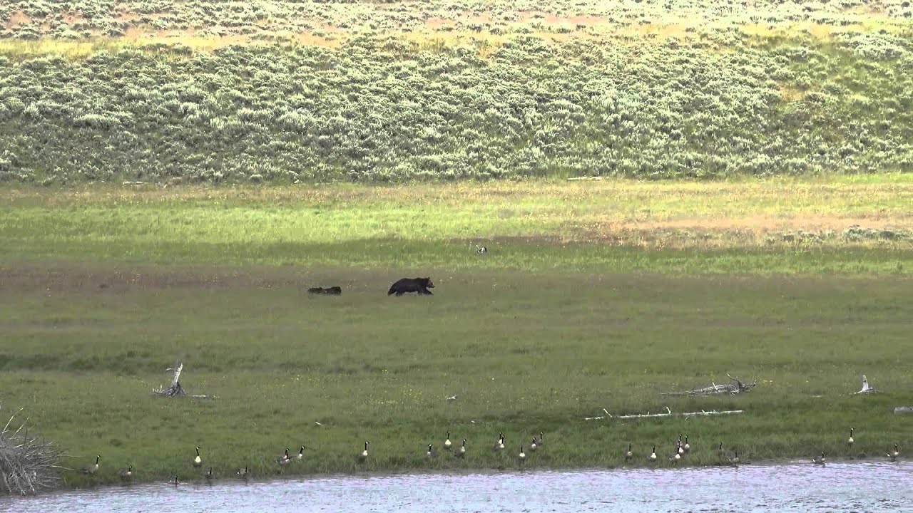 yellowstone cast Grizzly mama and cubs enjoying a peaceful moment together - Yellowstone