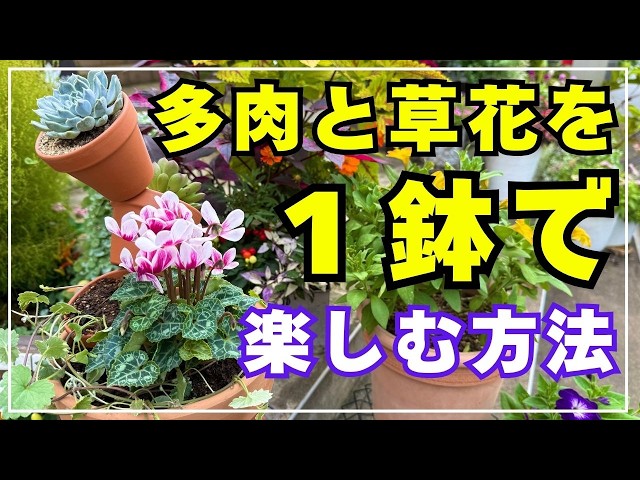 寄せ植え】がどうしても上手く作れない!? そんな方必見! 上手な[リーフ