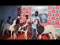 The biggest goats of sanjari goat farm bhiwandi  pale hue khassi bakre