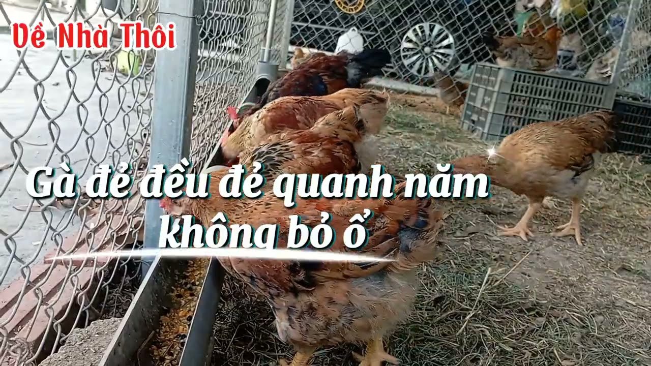 Чем кормить кур-несушек, чтобы они несли много яиц и хорошо неслись круглый год