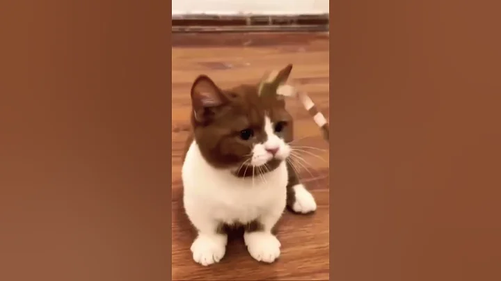 Watch the video about Munchkin bicolor cinnamonFemale 4 months beauty #youtube #cuteanimal #beautful #viralvideo #bgmi#cat