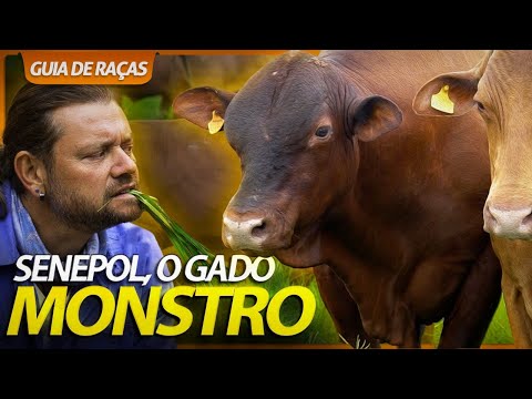 SENEPOL, O GADO MONSTRO! | GUIA DE RAÇAS