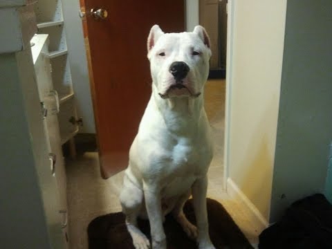 Dogo Argentino Growth Chart