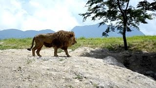 Non-Human?