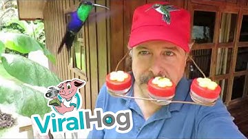 Humming Bird Hat Has Real Appeal || ViralHog