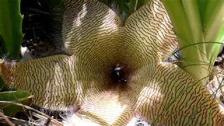 Flies and Stapelia flower (Carrion Plant)