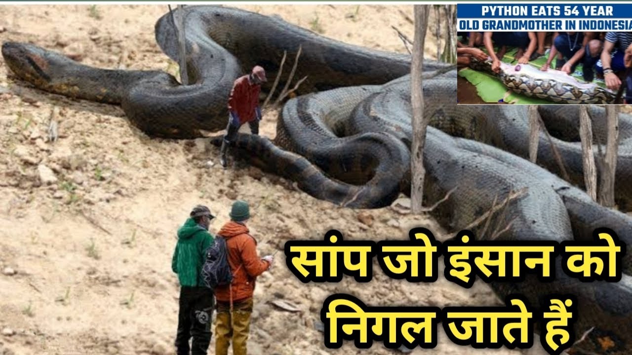 How Do Pythons Kill Their Prey at Curtis Dolan blog