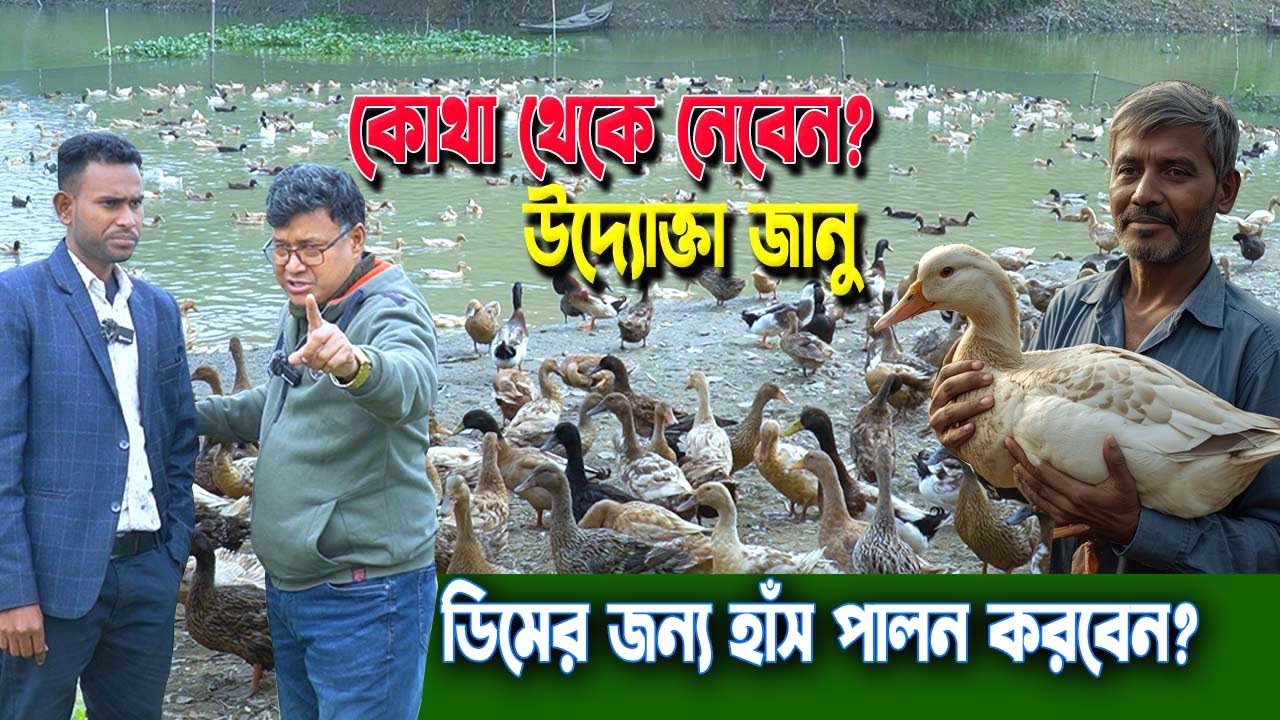 ১ দিনের বাচ্চা থেকে রানিং ডিমের হাঁস পালন 🦆 | কিভাবে করবেন ও কোথায় পাবেন? উদ্যোক্তা জানু