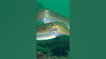 Cuttlefish:  The Secret Language of Waves.