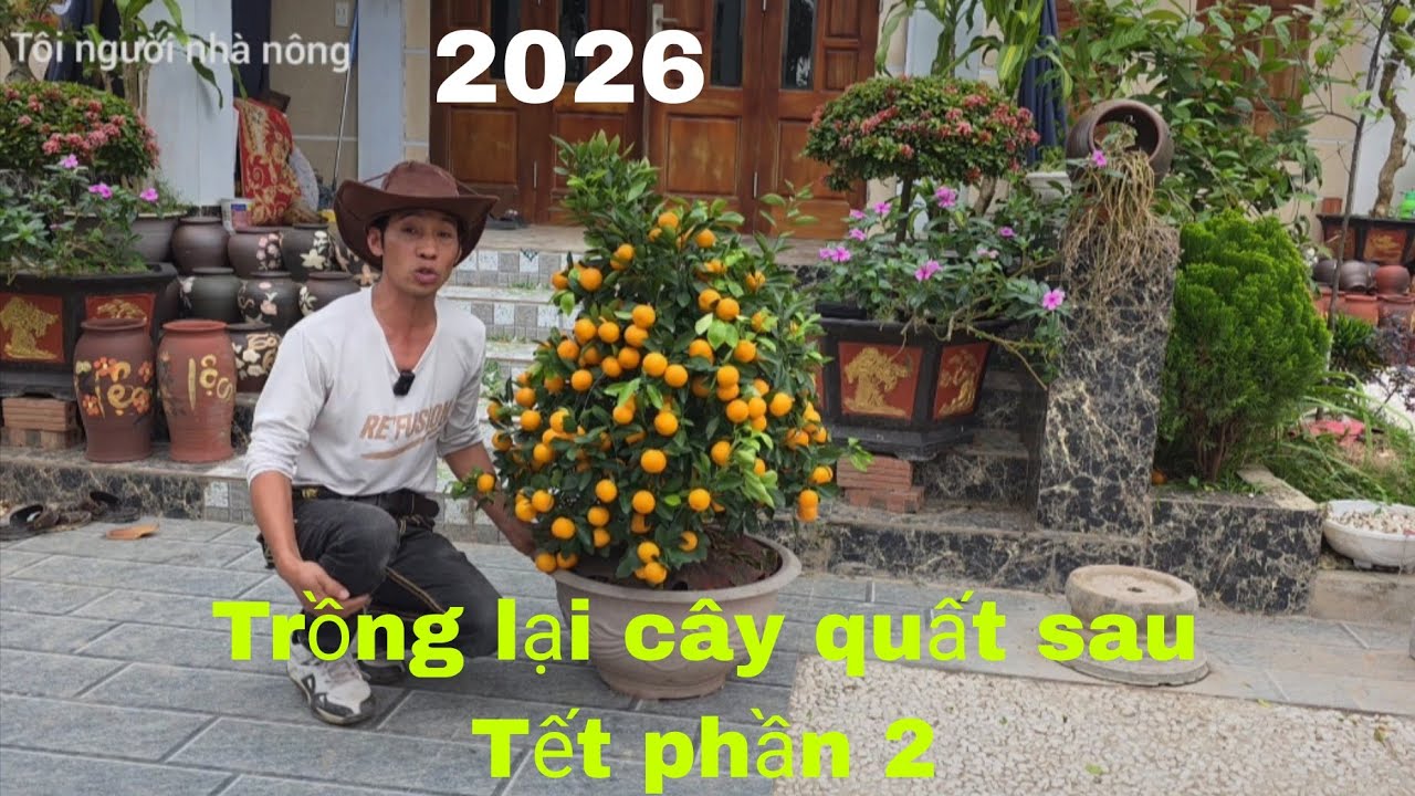 Trồng lại cây quất sau tết phần 2
