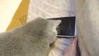 Cat Selfie ねこセルフィーアプリスナップキャットに夢中のノエル screenshot 1