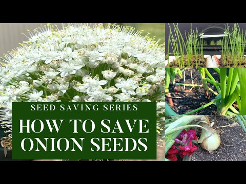 How to Save Onion Seeds|Seed Saving Series|Saving Seeds Tips