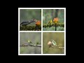 Birds of karnataka in 4k  mainly birds from coorg area  enjoy the in 4k 