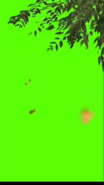 #greenscreen #nocopyright #tree #animation 🌳🌳🌳🌳🌵🌵