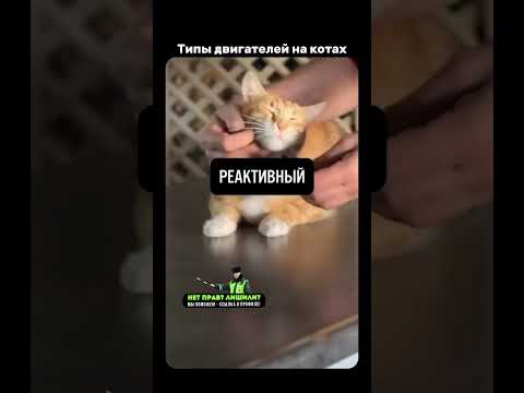 Про двигатели на котиках😁 #shorts #авто #дтп #авария #авариянадороге #автоподборка #автоконтент