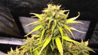 600w autoflower grow- white widow