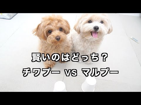 【マルプーvsチワプー】どっちが賢いのか？勝負をしてみた結果ww【多頭飼い】