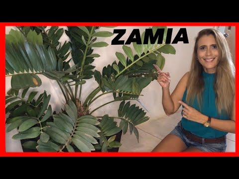 Video: Zamia (23 Fotos): Descripción De Furfuracea Y Zamia Rough, Cuidado En El Hogar. Diferencia De Zamioculcas
