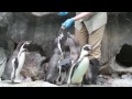 Brookfield Zoo penguins new 'adoptive' parents