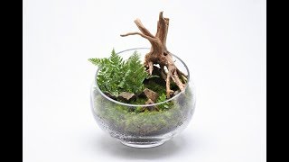 コケリウムの作り方 スキマ植え編
