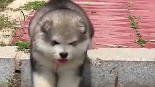 | 9GAG | Short legs problem