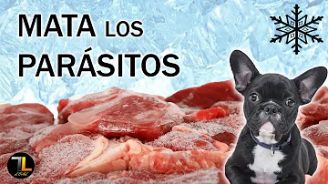 ¿Por qué se congela la comida cruda para perros?