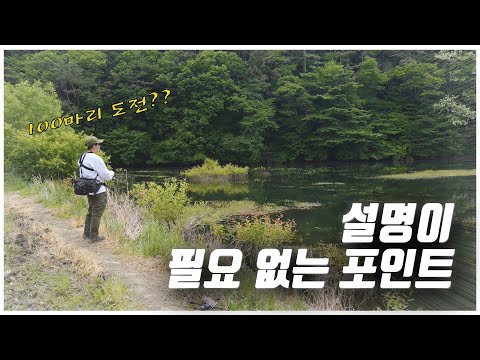 이런 그림같은 포인트에 배스가 없을 수 없겠죠??? [feat. 박성완] korea bass