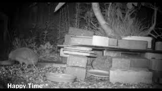 Foxes and Hedgehogs (Hedgehog ball) at the feeding station update #wildlife #hedgehog