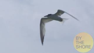 VIC3001 Beach Slideshow